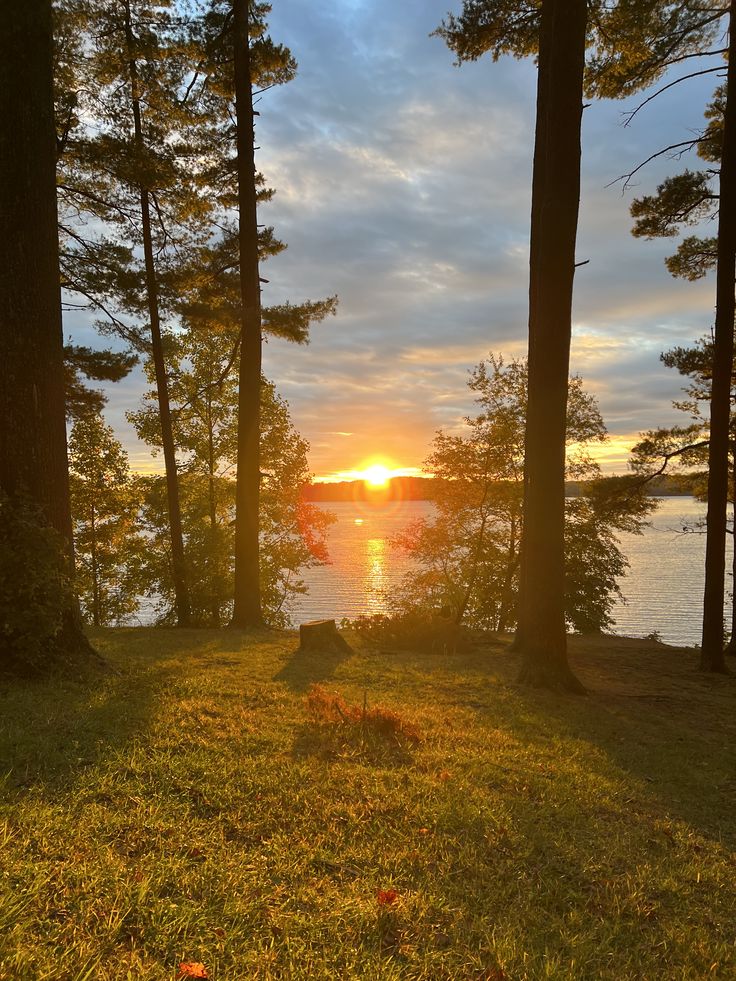 Lugn skog med ljust insläpp som stämmer in på Cartilageneckfle tema om ro